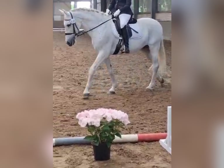 Sonstige Rassen Mix Stute 13 Jahre 157 cm Schimmel in Oldendorf