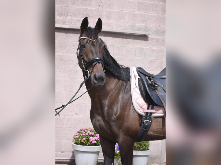 Sonstige Rassen Stute 13 Jahre 158 cm Brauner in Achtmaal