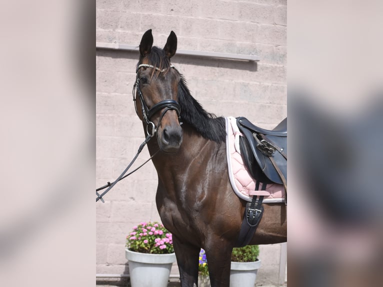 Sonstige Rassen Stute 13 Jahre 158 cm Brauner in Achtmaal