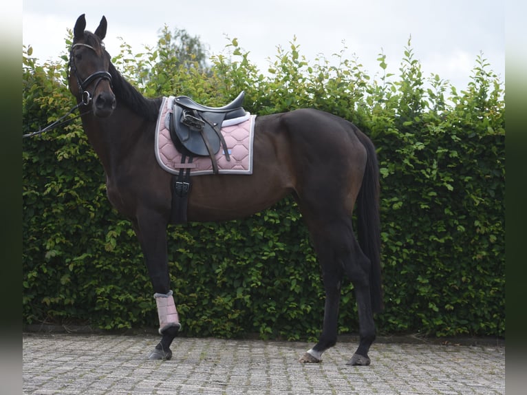 Sonstige Rassen Stute 13 Jahre 158 cm Brauner in Achtmaal