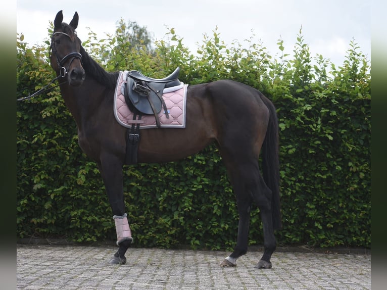 Sonstige Rassen Stute 13 Jahre 158 cm Brauner in Achtmaal