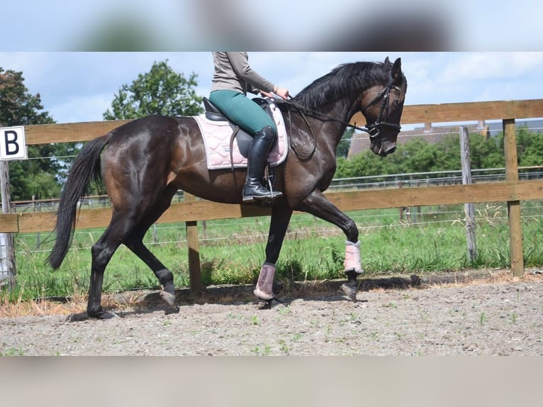 Sonstige Rassen Stute 13 Jahre 158 cm Brauner in Achtmaal