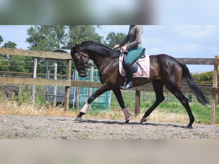 Sonstige Rassen Stute 13 Jahre 158 cm Brauner in Achtmaal