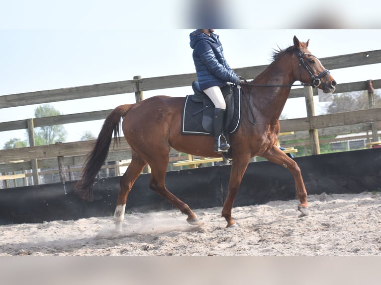 Sonstige Rassen Stute 13 Jahre 158 cm Fuchs in Achtmaal