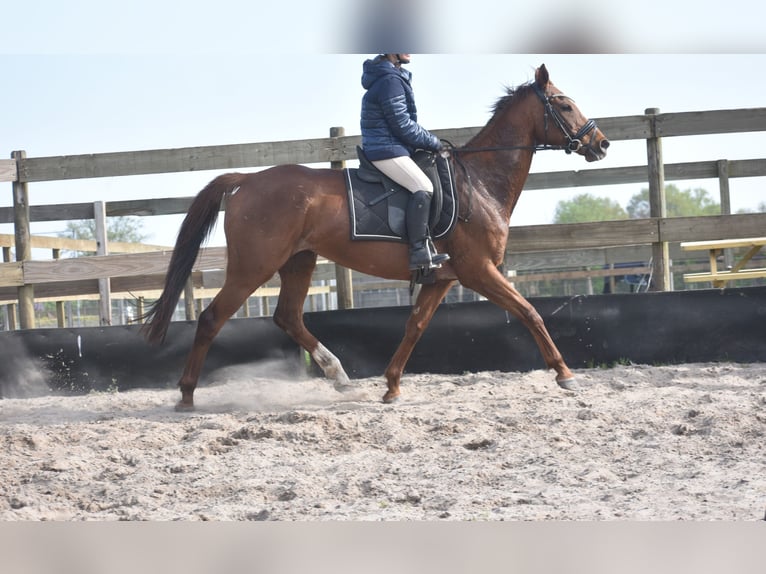 Sonstige Rassen Stute 13 Jahre 158 cm Fuchs in Achtmaal