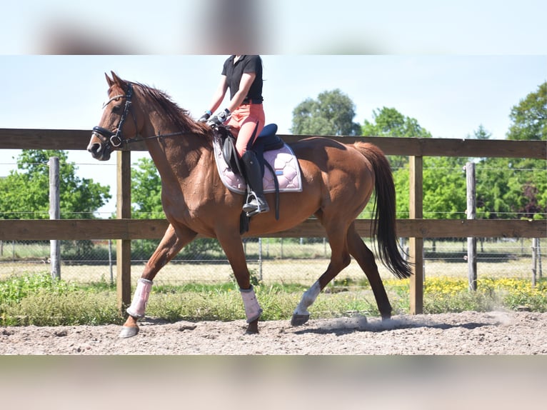 Sonstige Rassen Stute 13 Jahre 158 cm Fuchs in Achtmaal
