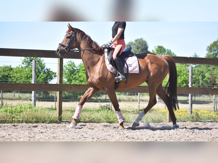 Sonstige Rassen Stute 13 Jahre 158 cm Fuchs in Achtmaal
