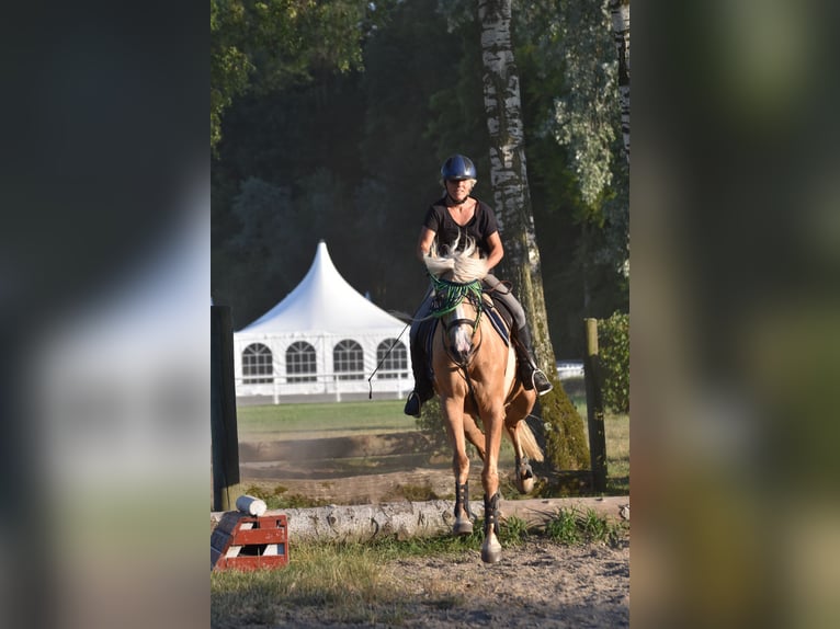 Sonstige Rassen Stute 13 Jahre 160 cm Falbe in Gontenschwil