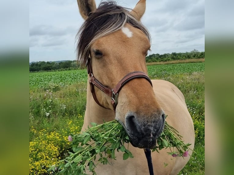 Sonstige Rassen Stute 13 Jahre 160 cm Falbe in Rebecq