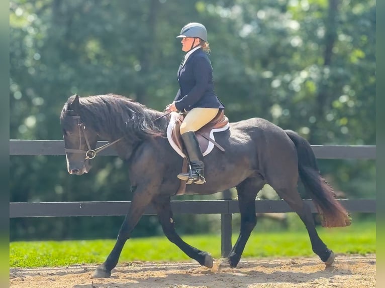 Sonstige Rassen Stute 13 Jahre 160 cm Rappe in Monroe, NC