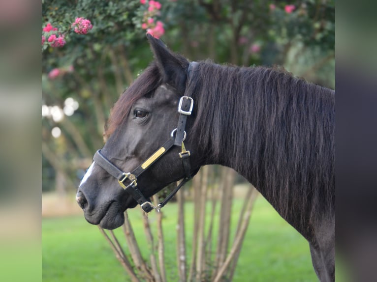 Sonstige Rassen Stute 13 Jahre 160 cm Rappe in Monroe, NC