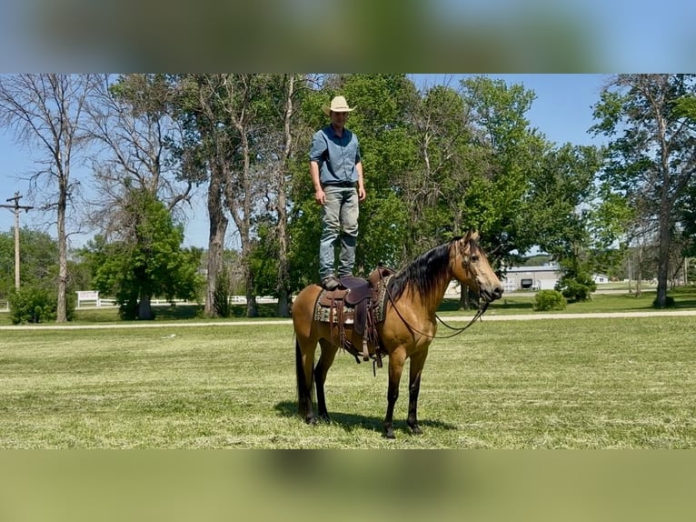 Sonstige Rassen Stute 13 Jahre Buckskin in Cannon Falls