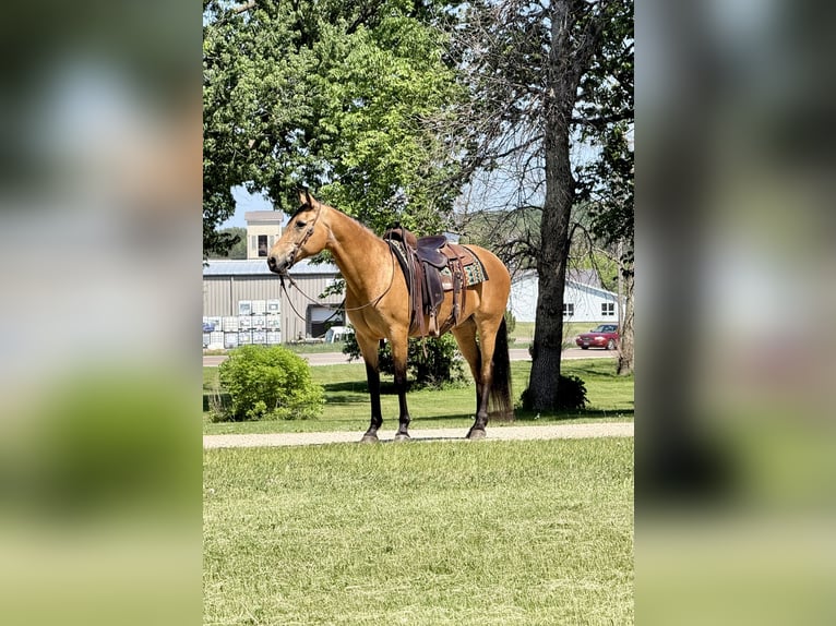 Sonstige Rassen Stute 13 Jahre Buckskin in Cannon Falls