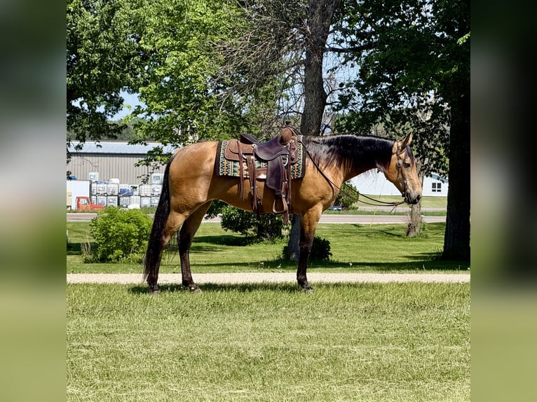 Sonstige Rassen Stute 13 Jahre Buckskin in Cannon Falls
