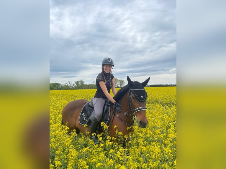 Sonstige Rassen Stute 14 Jahre 142 cm Brauner in Weißensee