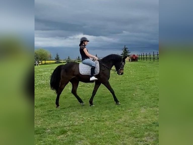 Sonstige Rassen Stute 14 Jahre 142 cm Brauner in Weißensee