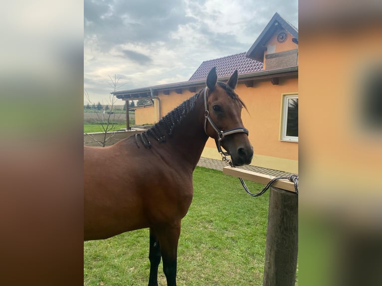 Sonstige Rassen Stute 14 Jahre 142 cm Brauner in Weißensee