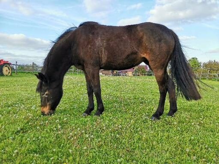 Sonstige Rassen Stute 14 Jahre 142 cm Brauner in Weißensee