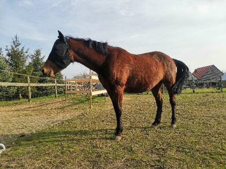 Sonstige Rassen Stute 14 Jahre 142 cm Brauner in Weißensee