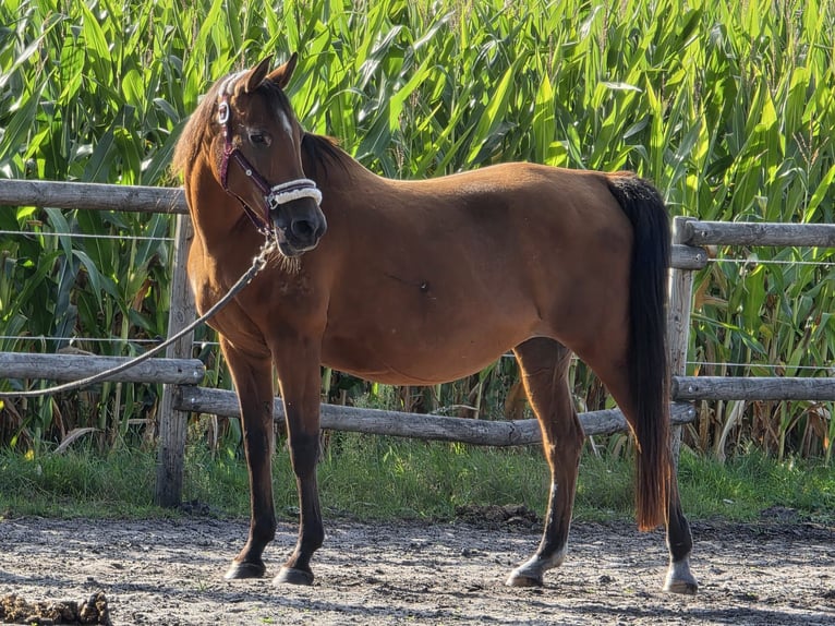 Sonstige Rassen Stute 14 Jahre 144 cm Brauner in Hellwege
