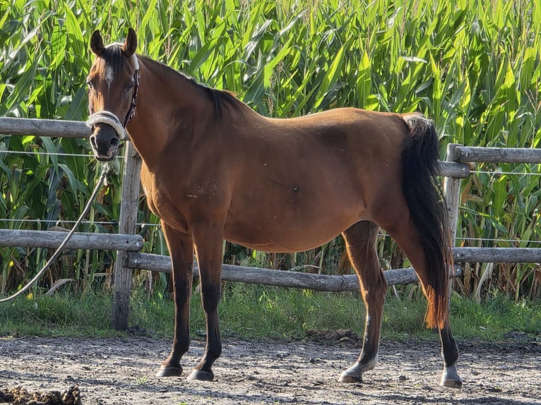Sonstige Rassen Stute 14 Jahre 144 cm Brauner in Hellwege