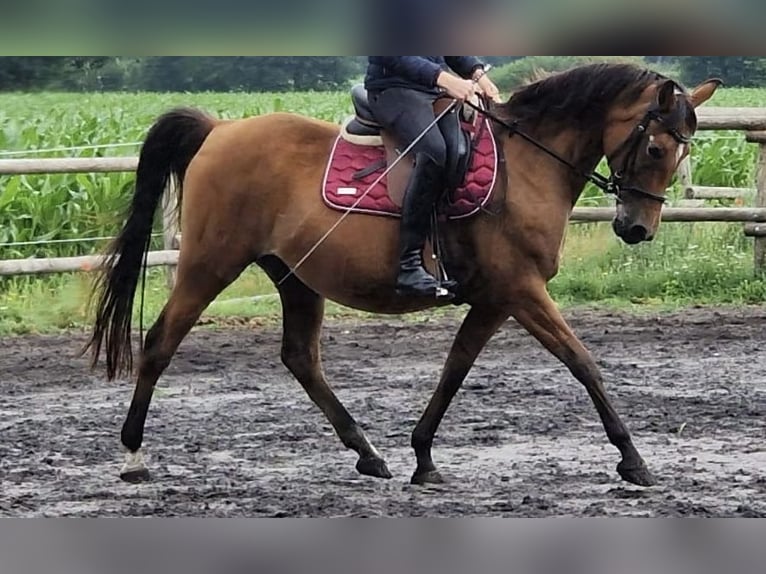 Sonstige Rassen Stute 14 Jahre 144 cm Brauner in Hellwege