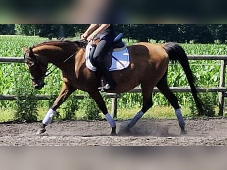 Sonstige Rassen Stute 14 Jahre 144 cm Brauner in Hellwege