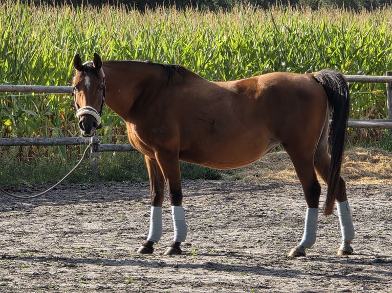 Sonstige Rassen Stute 14 Jahre 144 cm Brauner in Hellwege