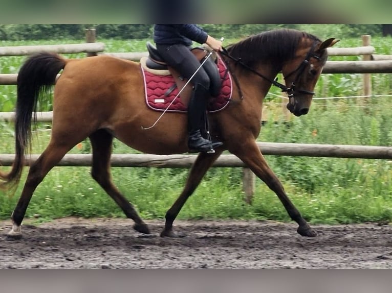 Sonstige Rassen Stute 14 Jahre 144 cm Brauner in Hellwege