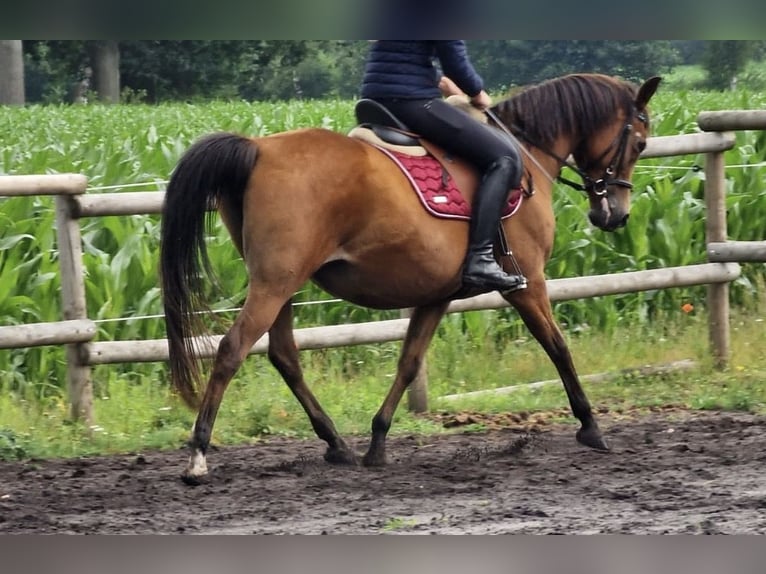 Sonstige Rassen Stute 14 Jahre 144 cm Brauner in Hellwege