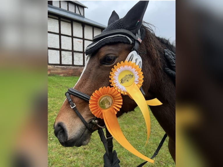 Sonstige Rassen Stute 14 Jahre 146 cm Brauner in Marsberg