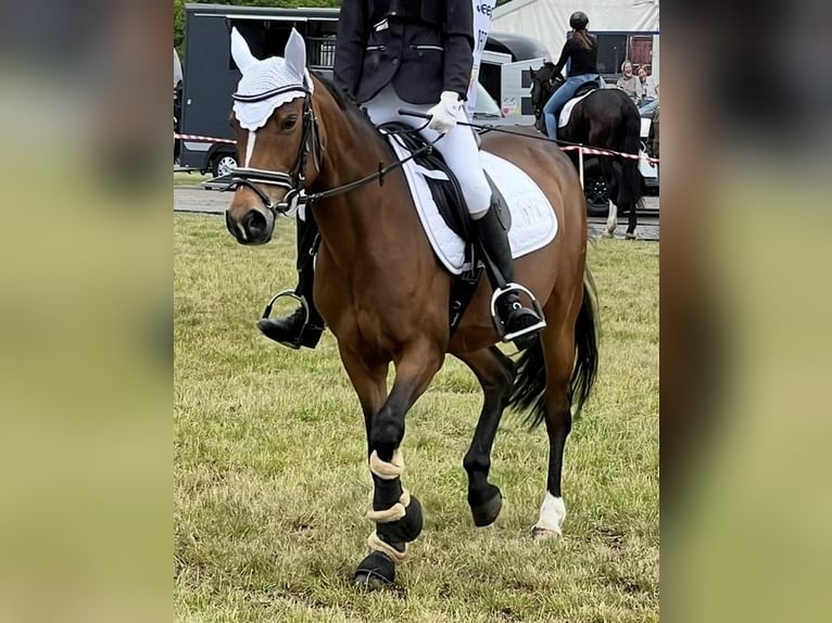 Sonstige Rassen Stute 14 Jahre 146 cm Brauner in Marsberg