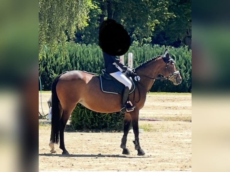 Sonstige Rassen Stute 14 Jahre 146 cm Brauner in Marsberg