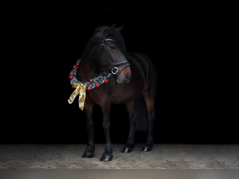 Sonstige Rassen Stute 14 Jahre 148 cm Brauner in K&#xF6;ln