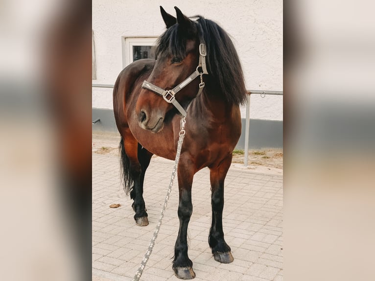 Sonstige Rassen Stute 14 Jahre 148 cm Brauner in K&#xF6;ln