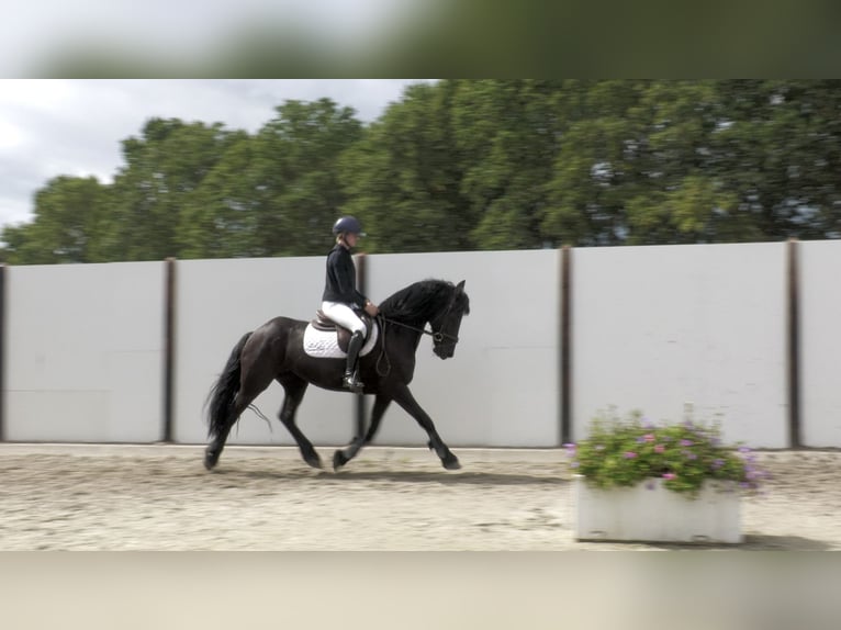 Sonstige Rassen Stute 14 Jahre 153 cm Rappe in Waddinxveen