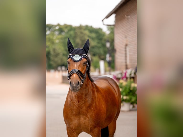 Sonstige Rassen Stute 14 Jahre 155 cm Brauner in Grevenbroich