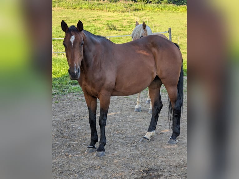 Sonstige Rassen Mix Stute 14 Jahre 155 cm Brauner in Steinh&#xF6;ring