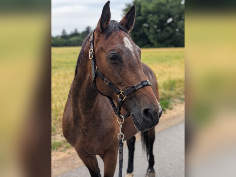 Sonstige Rassen Mix Stute 14 Jahre 155 cm Brauner in Steinh&#xF6;ring