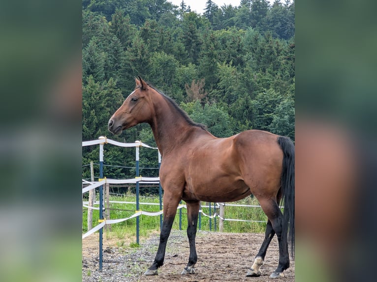 Sonstige Rassen Mix Stute 14 Jahre 155 cm Brauner in Steinh&#xF6;ring