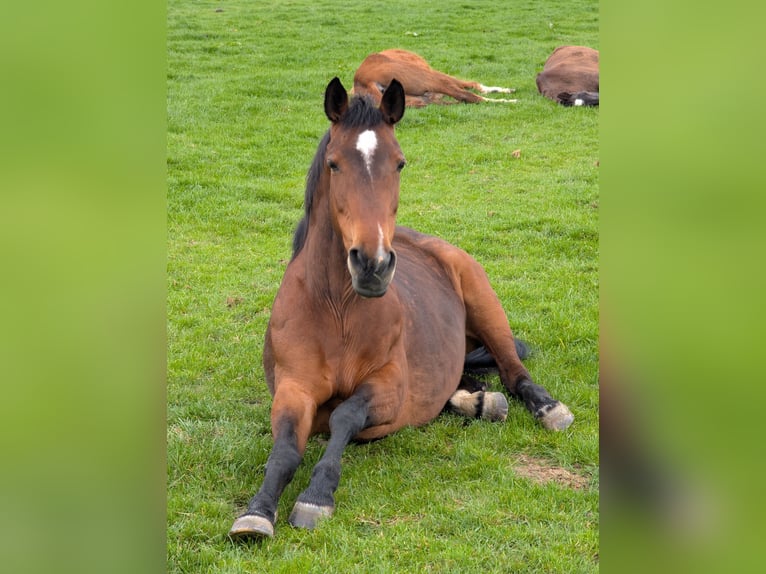 Sonstige Rassen Mix Stute 14 Jahre 155 cm Brauner in Steinh&#xF6;ring