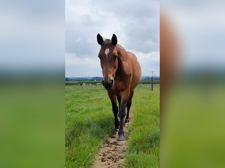 Sonstige Rassen Mix Stute 14 Jahre 155 cm Brauner in Steinh&#xF6;ring