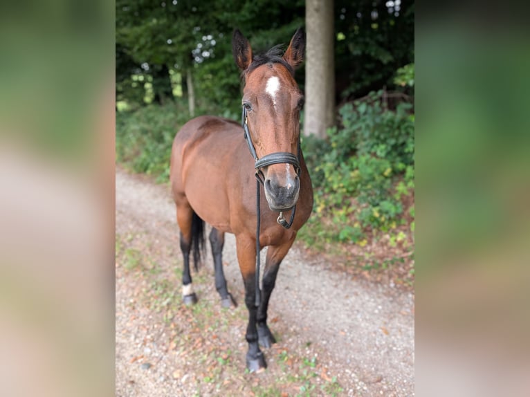 Sonstige Rassen Mix Stute 14 Jahre 155 cm Brauner in Steinh&#xF6;ring