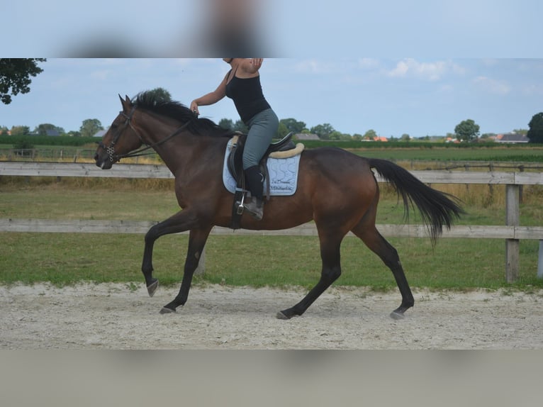 Sonstige Rassen Stute 14 Jahre 160 cm Brauner in Breda