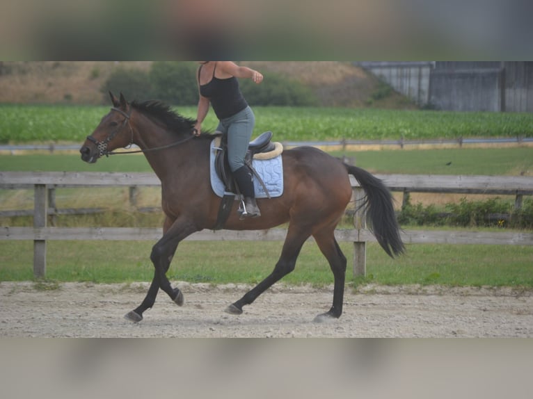 Sonstige Rassen Stute 14 Jahre 160 cm Brauner in Breda