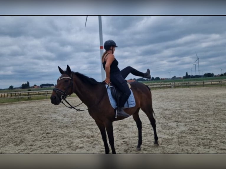Sonstige Rassen Stute 14 Jahre 160 cm Brauner in Breda