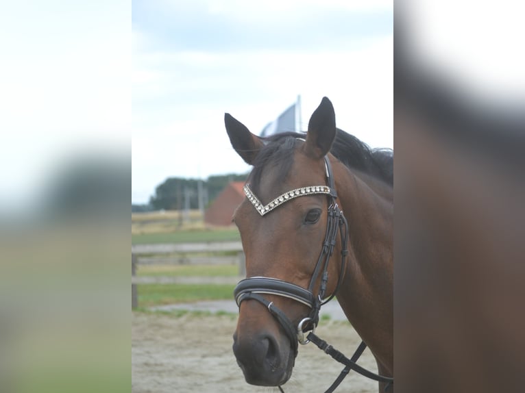 Sonstige Rassen Stute 14 Jahre 160 cm Brauner in Breda