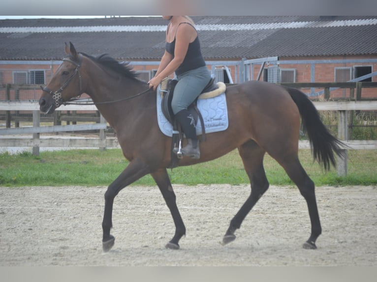 Sonstige Rassen Stute 14 Jahre 160 cm Brauner in Breda