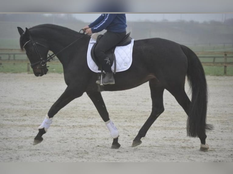 Sonstige Rassen Stute 14 Jahre 166 cm Rappe in Breda