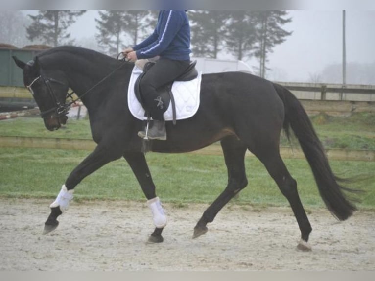 Sonstige Rassen Stute 14 Jahre 166 cm Rappe in Breda